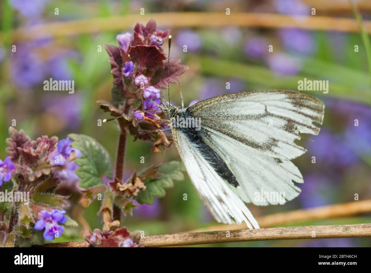 Green-veined white butterfly on flower of Ground-Ivy Stock Photo