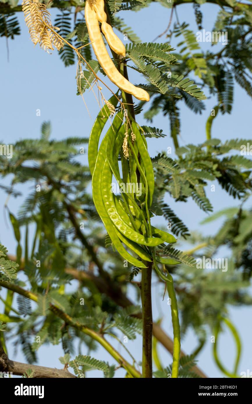 Green Ghaf Tree (prosopis cineraria) peas in the sunshine in the desert
