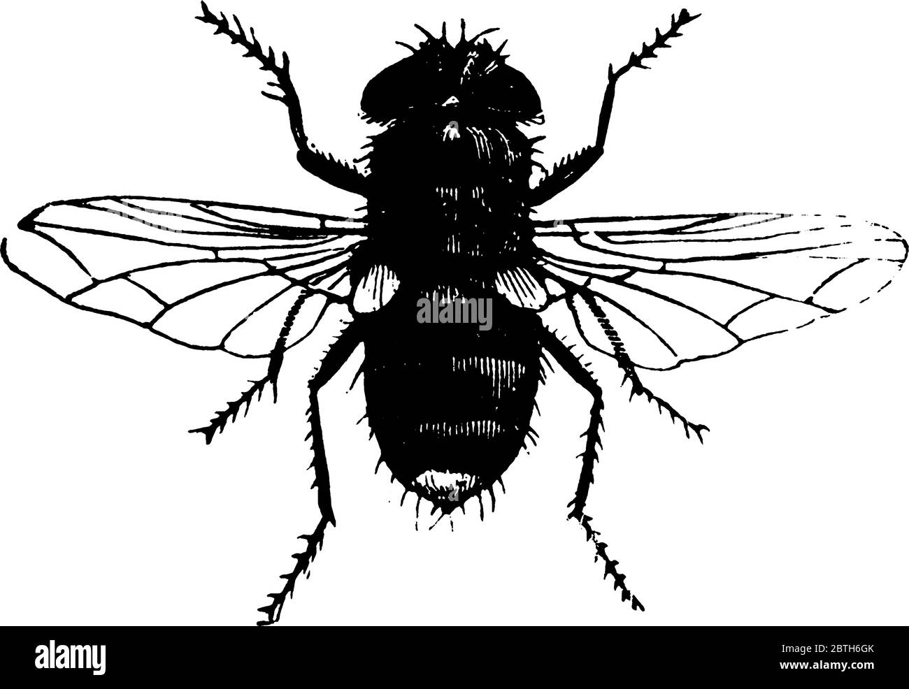 Exorista flavicauda species, yellow-tailed Tachinid, with dark mottled markings on its head, thorax and abdomen and radial veins crossing in its wings Stock Vector