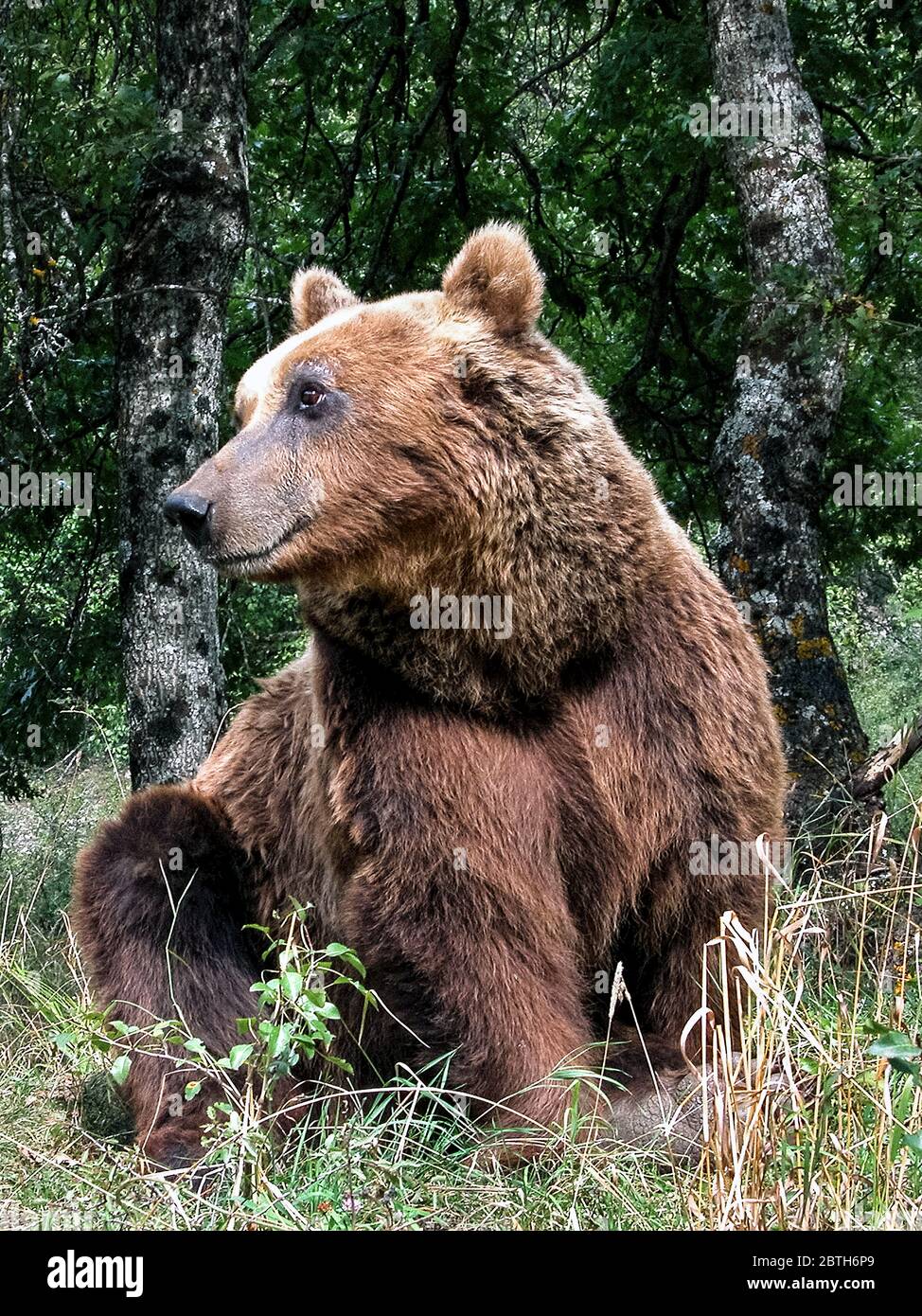 Abruzzo bear hi-res stock photography and images - Alamy