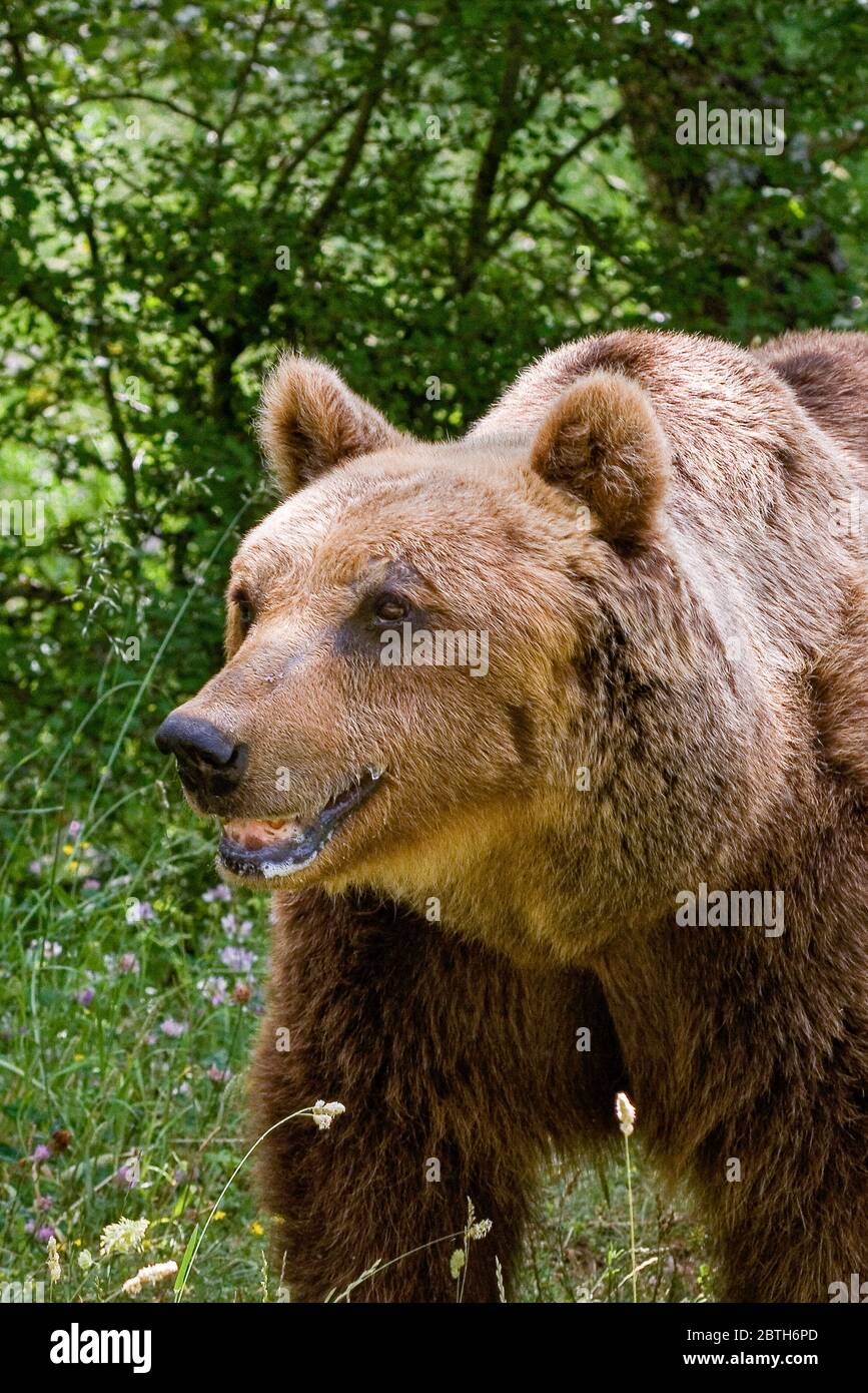 Orso marsicano hi-res stock photography and images - Alamy