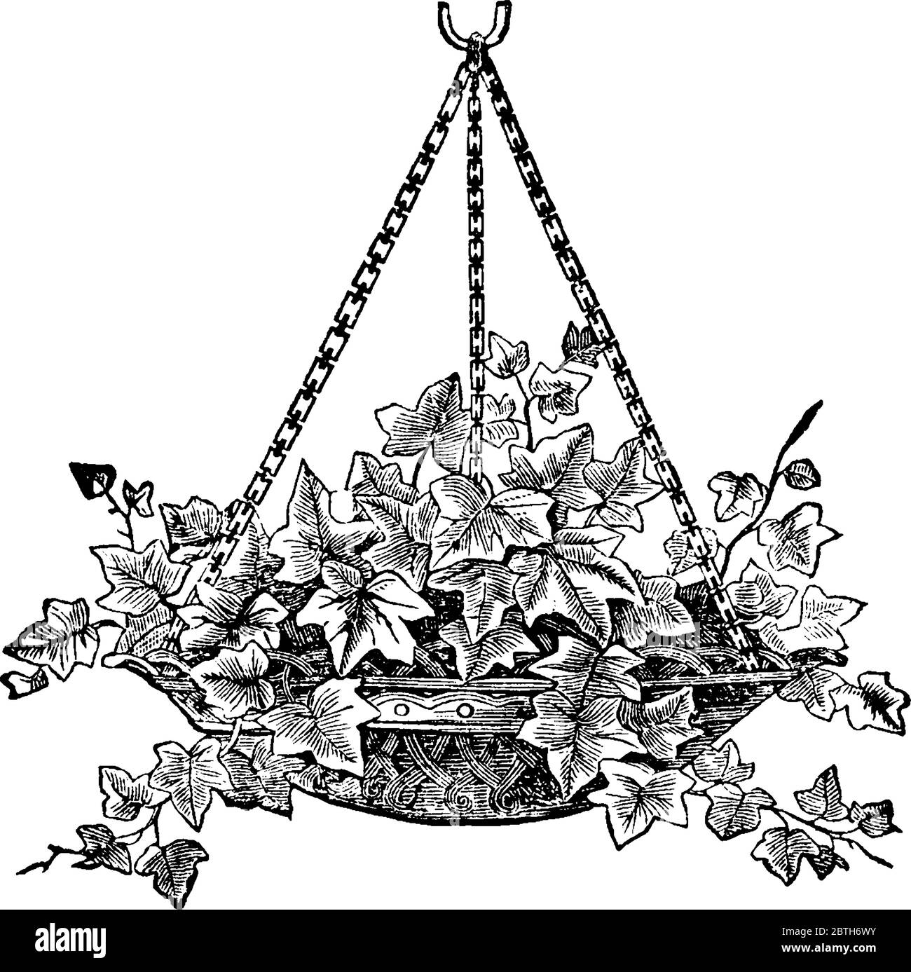 Hanging basket plants Cut Out Stock Images & Pictures Alamy