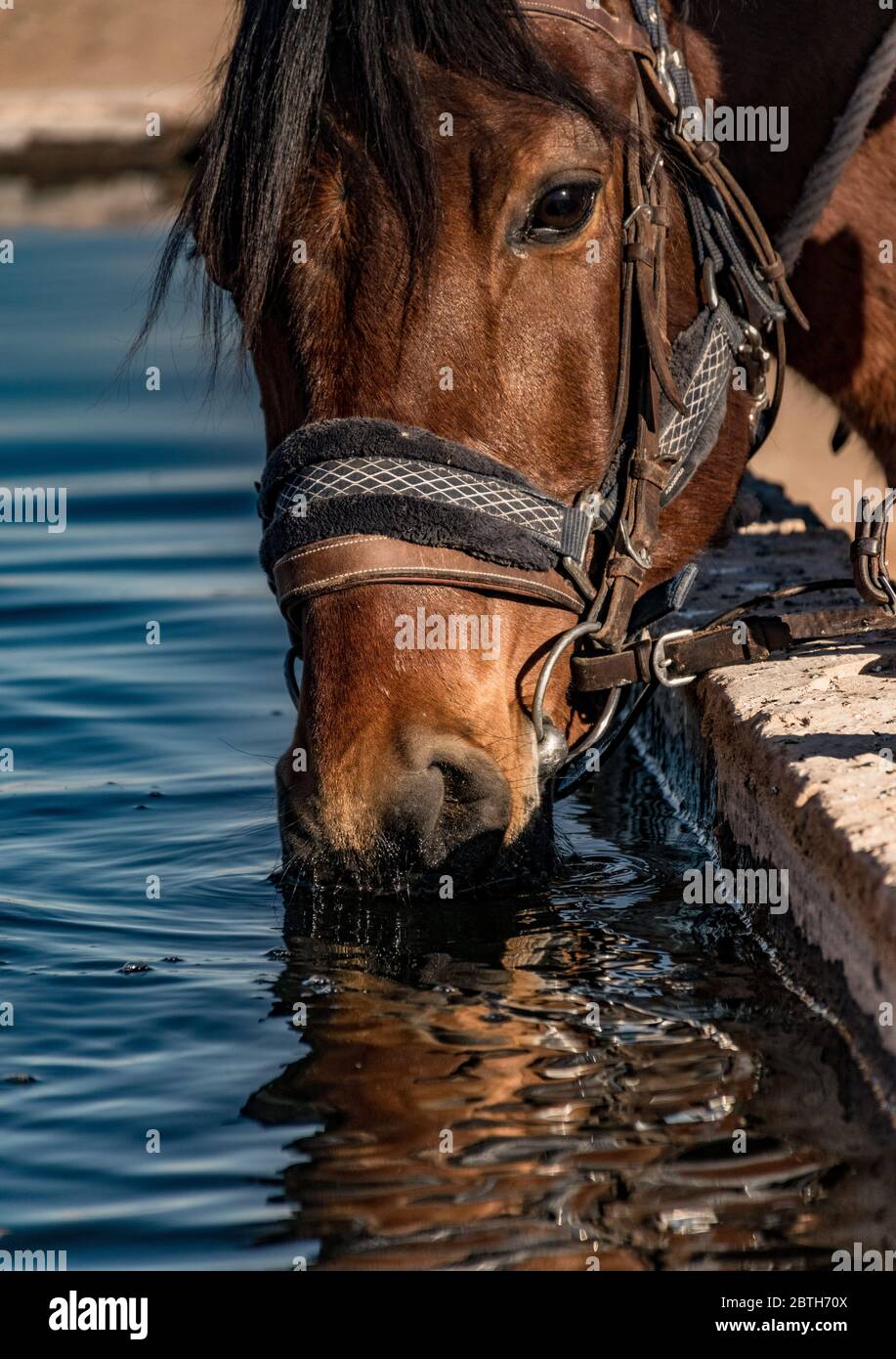 Portrait of a horse drinking water Stock Photo
