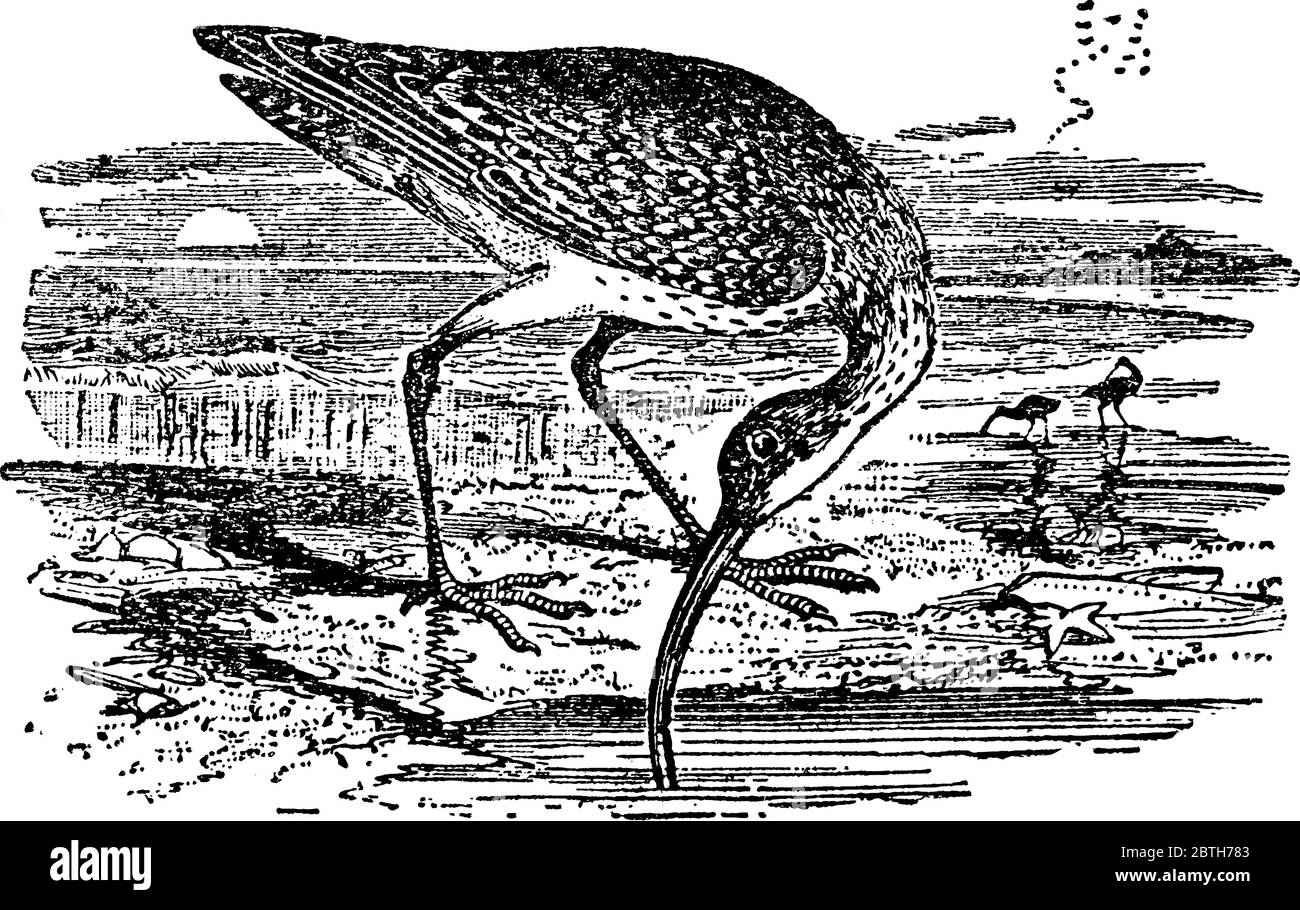 An illustration of the bird, Curlew, feeding on the mud, searching for worms nd other invertebrates, with their long slender down-curved bill, vintage Stock Vector