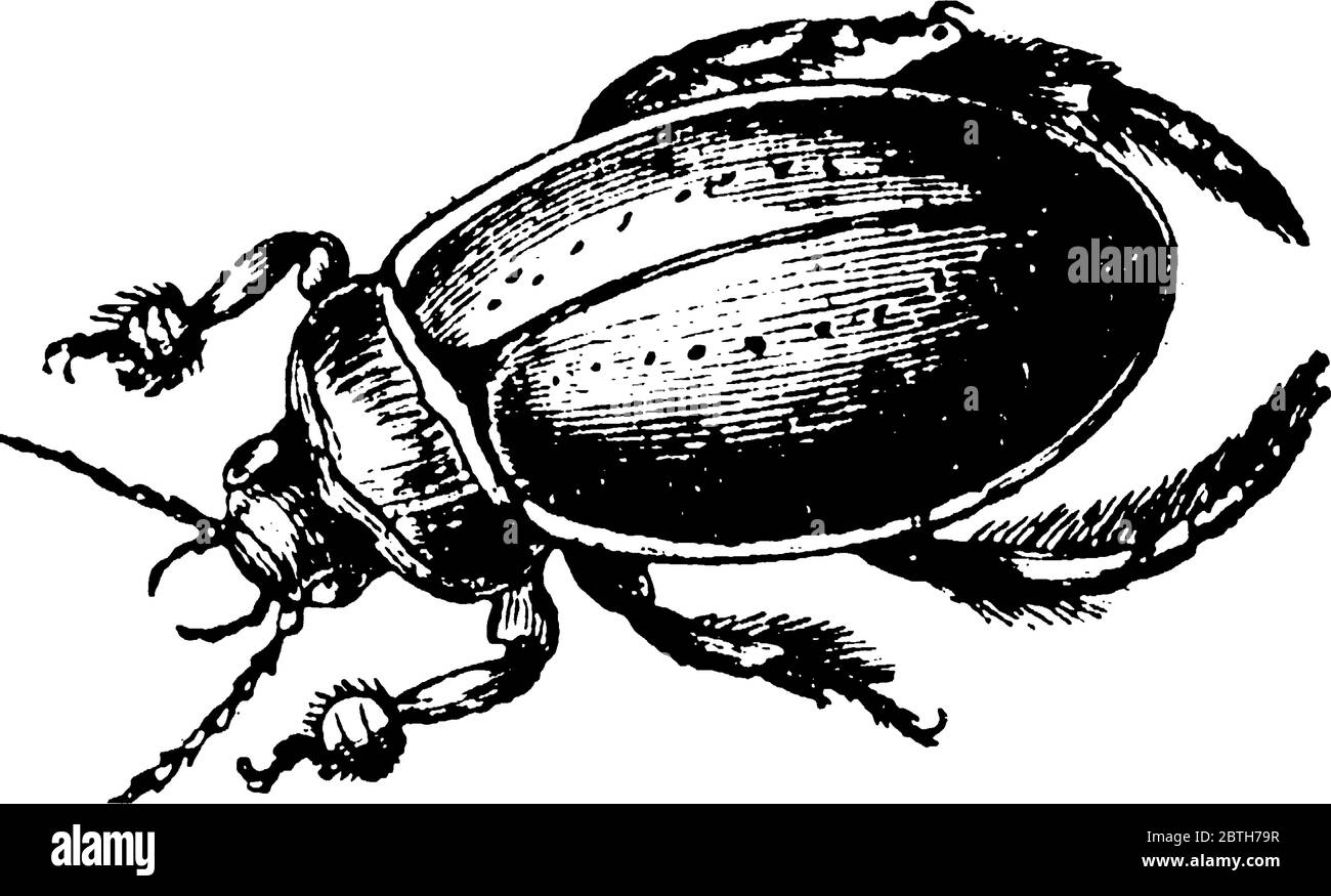 Beetles are a group of insects that form the order Coleoptera, they are the most common type of insects., vintage line drawing or engraving illustrati Stock Vector