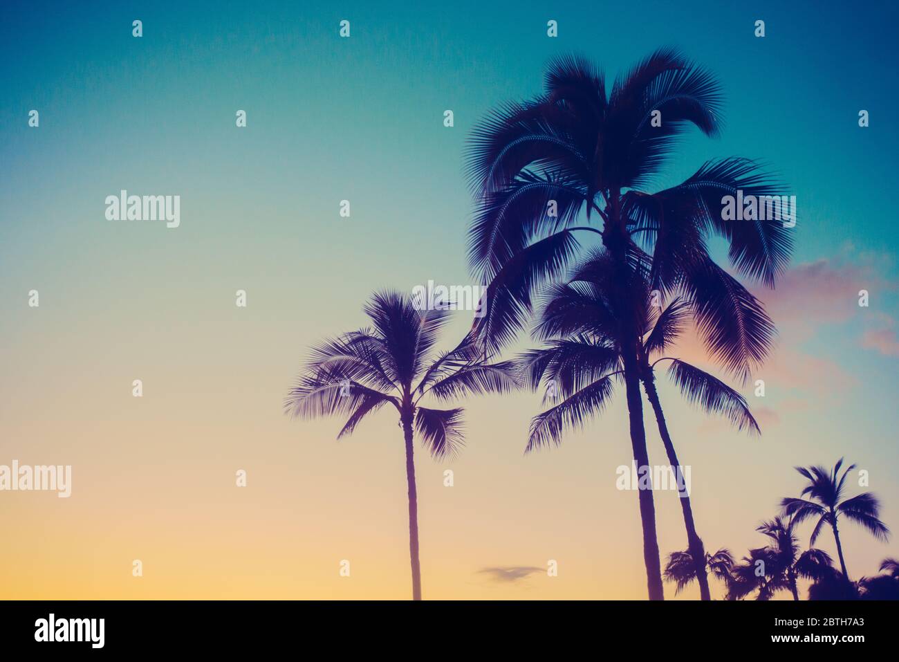 Tropical Vacation Background With Palm Trees at Sunset Stock Photo