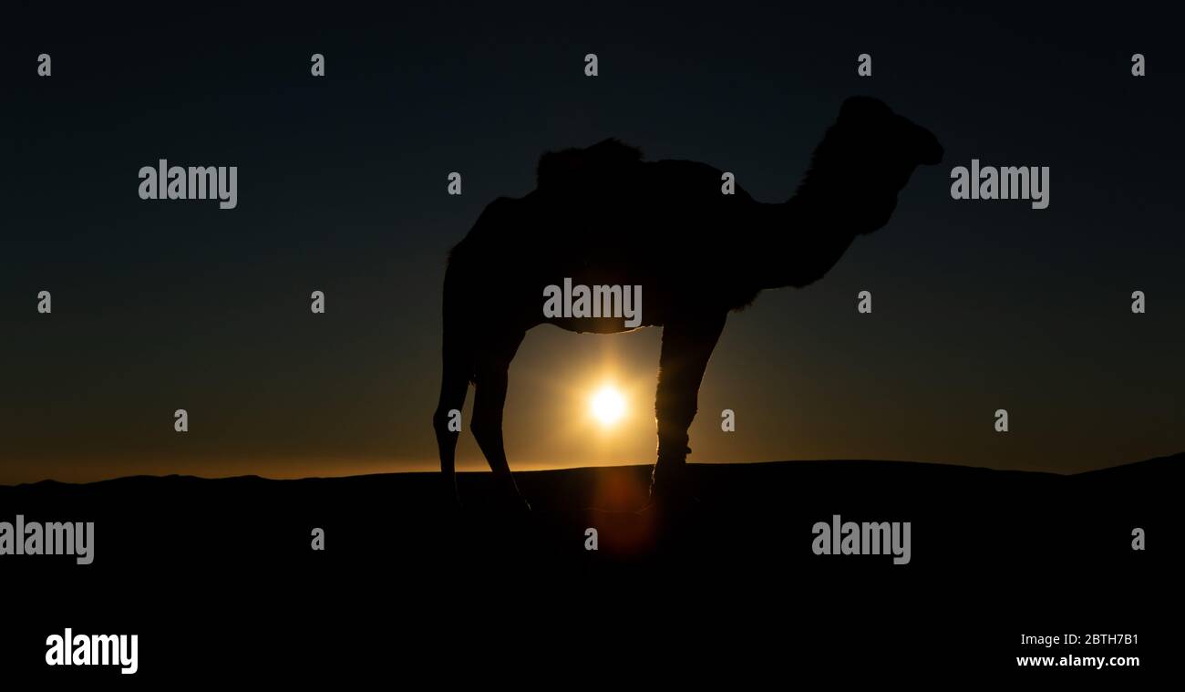 Silhouette of a camel in the desert Stock Photo