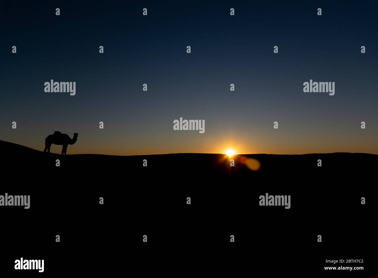 Silhouette of a Camel in Sahara Stock Photo