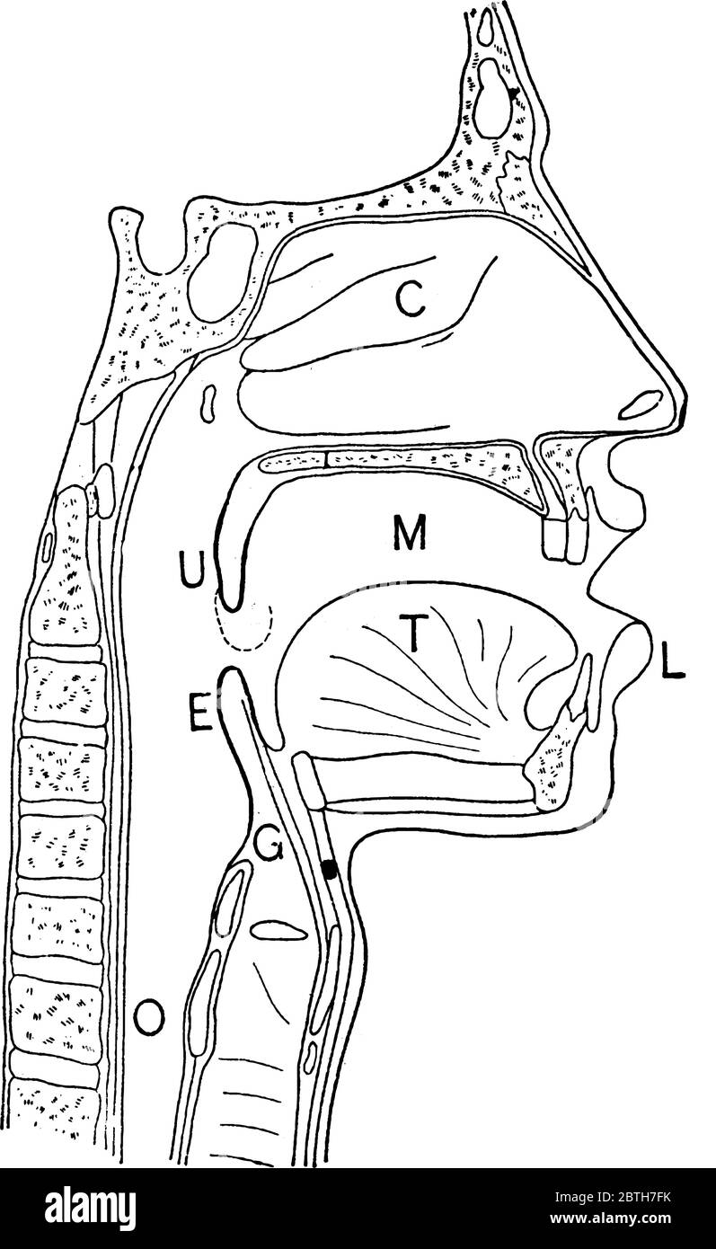 A sectional view of nasal and throat passageways, showing the parts, C, nasal cavities; T, tongue; L, lower jaw; M, Mouth; U, uvula; E, epiglottis; G, Stock Vector