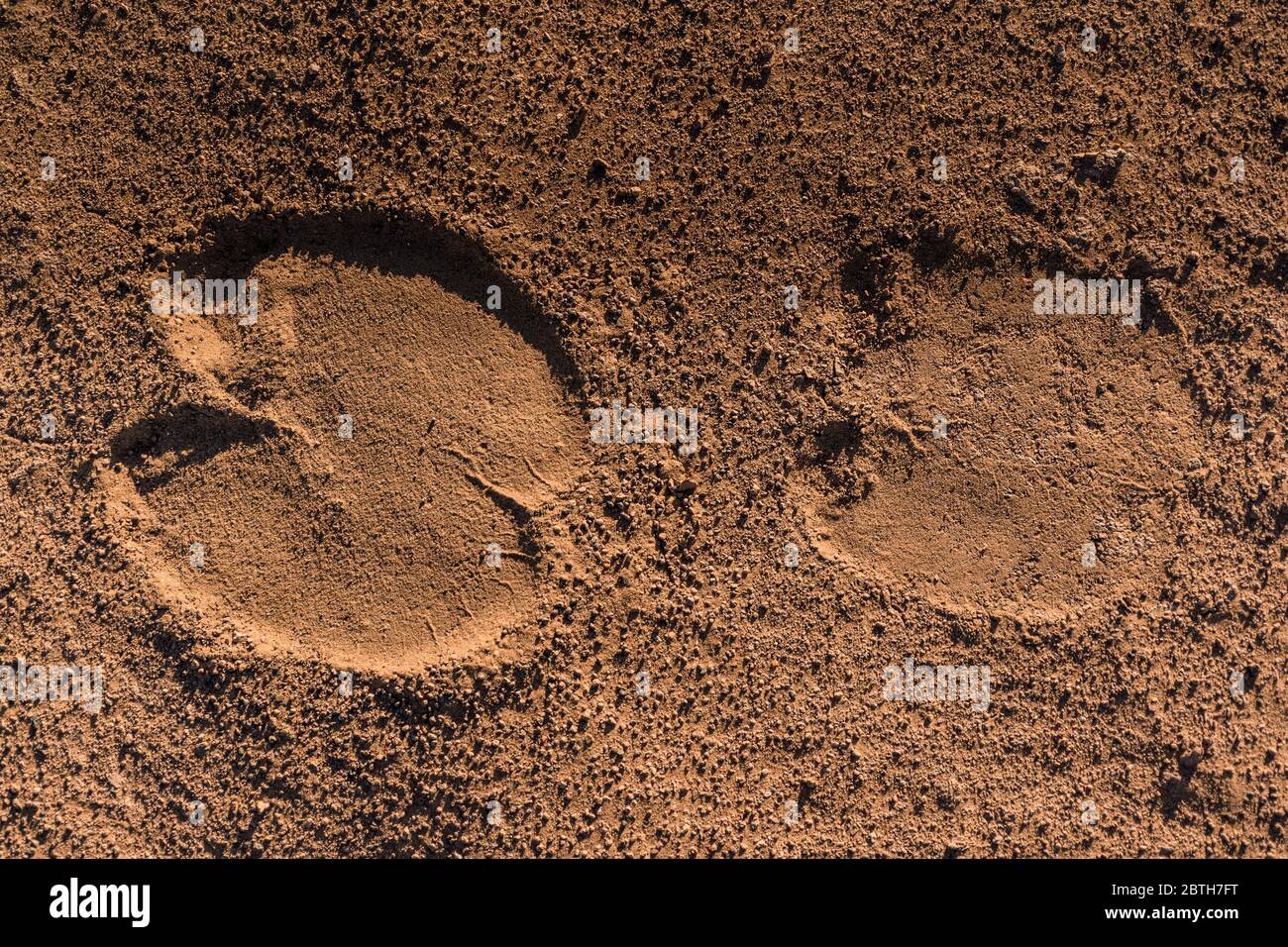 Dromadaire Footprint in the desert Stock Photo