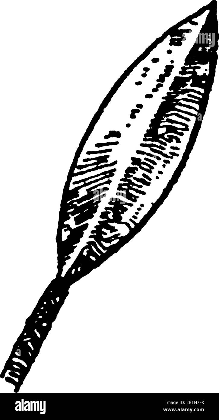 West African spearhead engraved with decorative designs, vintage line