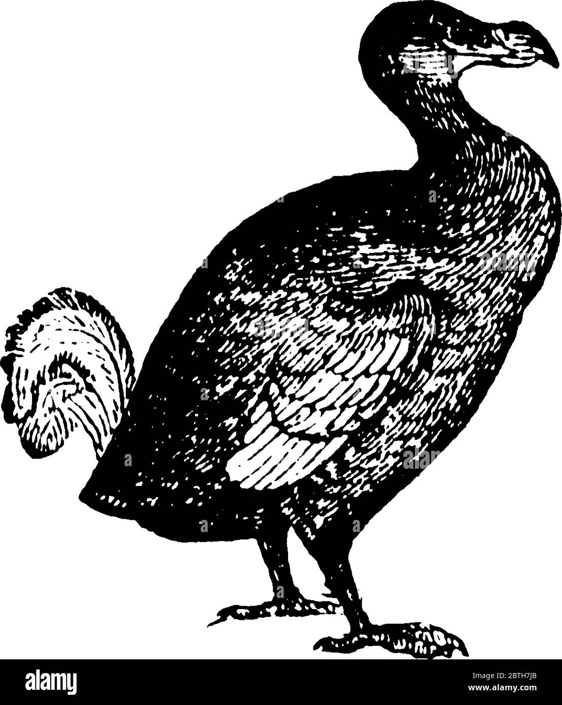 The dodo (Raphus cucullatus) is an extinct flightless bird that was flat and clumsy, endemic to the island of Mauritius, east of Madagascar in the Ind Stock Vector