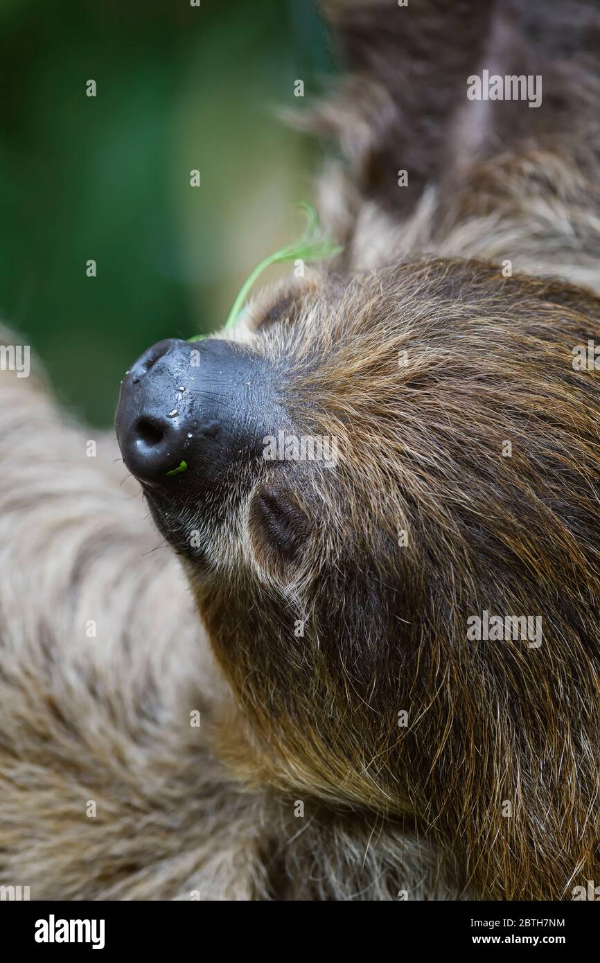 Southern Two-toed Sloth - Choloepus didactylus, beautiful shy slow mammal from South American forests, Brazil. Stock Photo