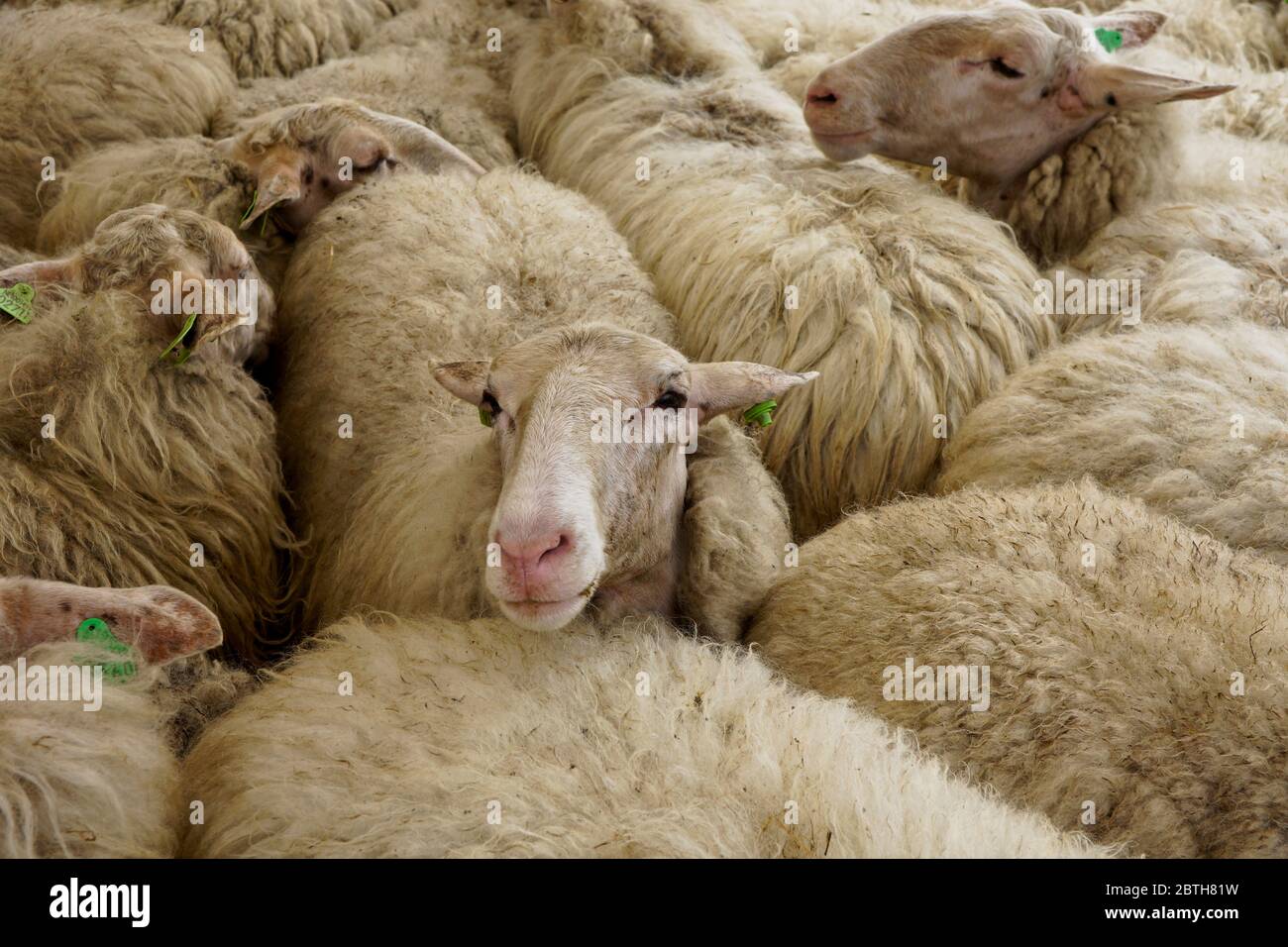 Sheep waiting to be sheared Stock Photo