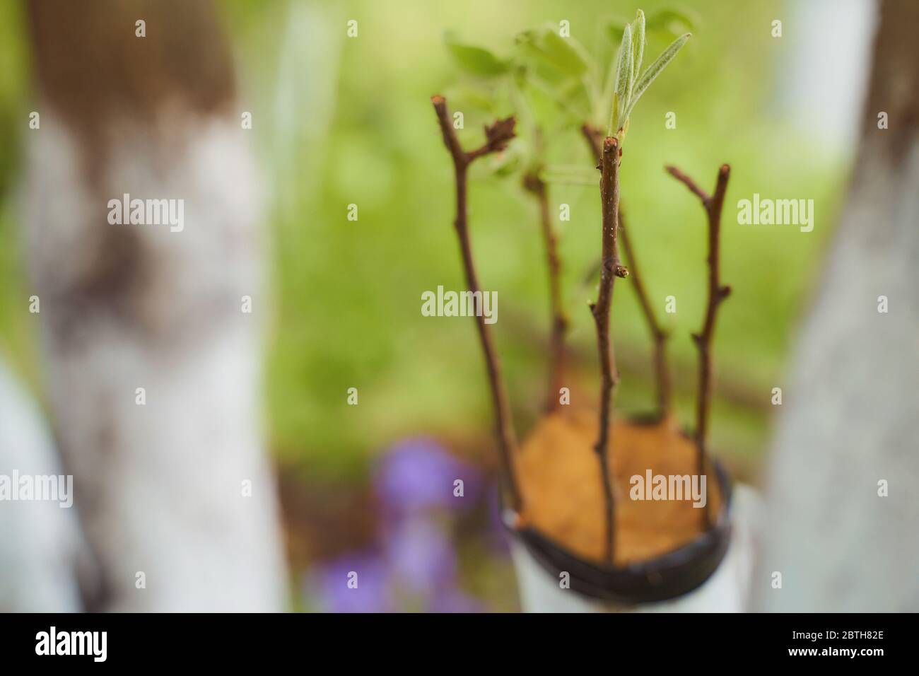 grafted pear sprigs to an old apple tree with green leaves Stock Photo
