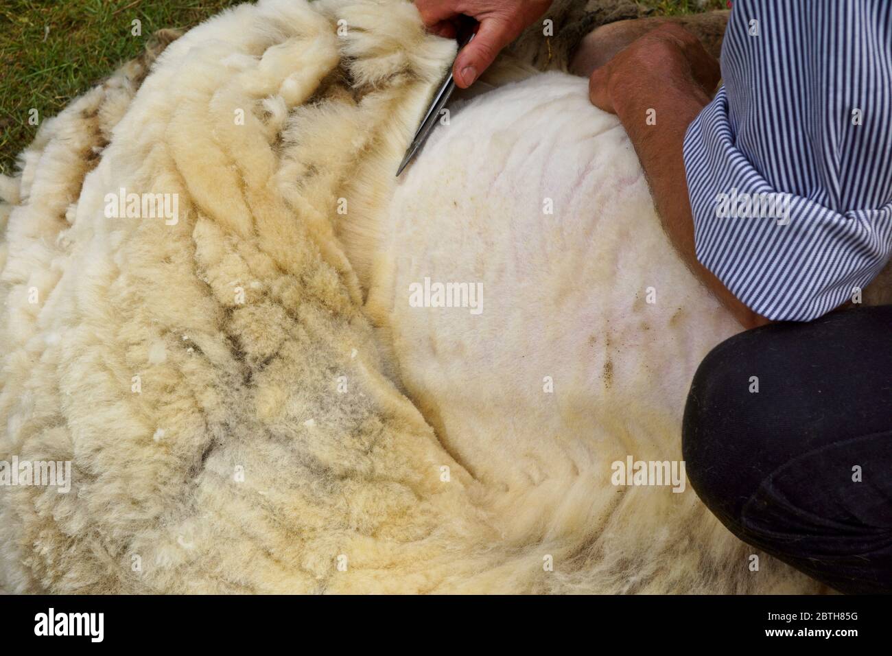 Traditional sheep shearing with scissors Stock Photo Alamy