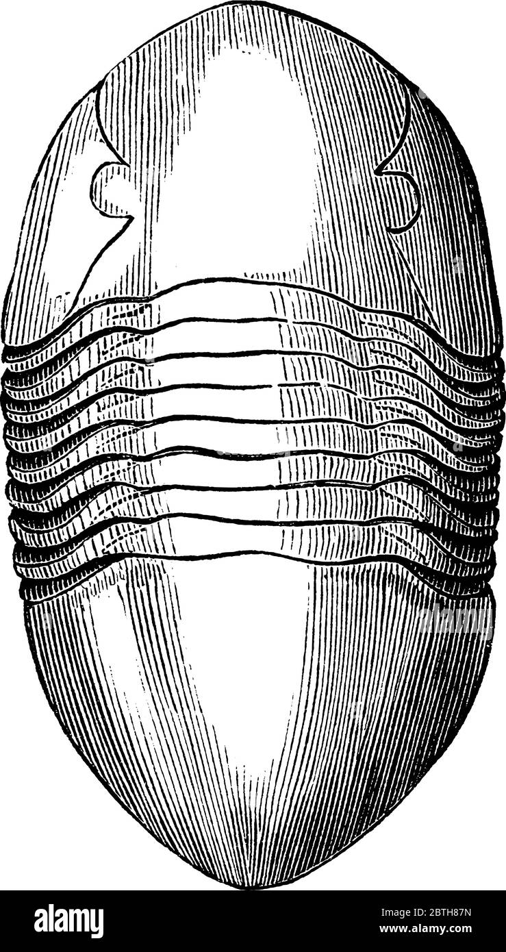 Trilobite, any member of a group of extinct fossil arthropods of the phylum arthropoda. This figure represents Asaphus Gigas Tribolite, vintage line d Stock Vector