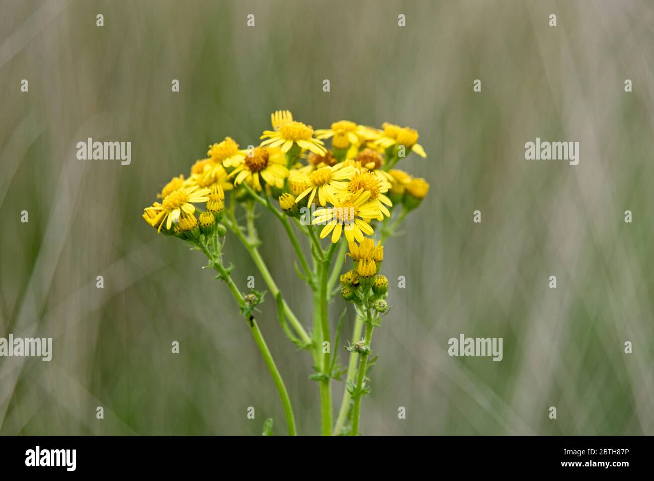 Yellow wildflower in National Park de Hoge Veluwe Stock Photo