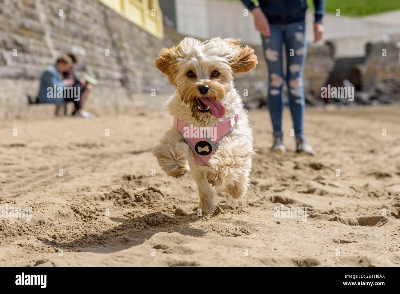 Cute puppy, Cavapoochon, running around on a beach, on a sunny day. The ...