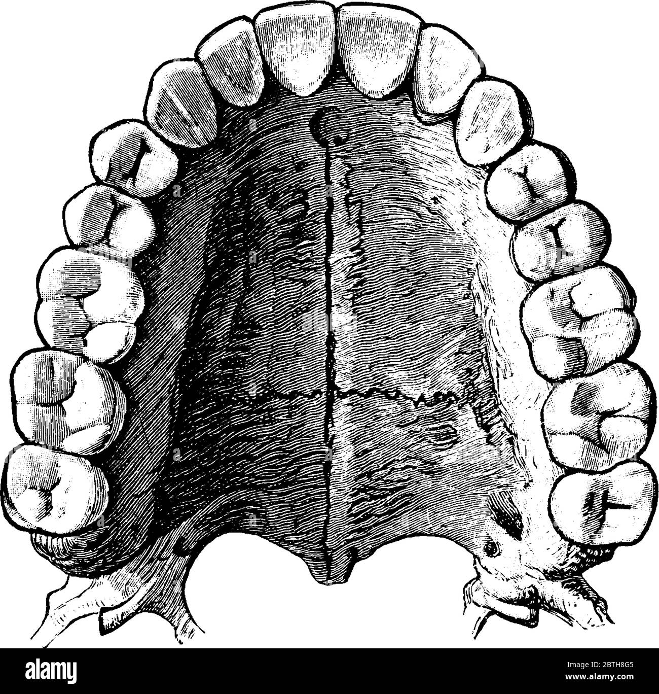 Ковид зубова. Анатомия твердого неба верхней челюсти. Челюсть вид сбоку анатомия зубы. Зубной ряд верхней челюсти. Зубной слепок верхней челюсти снизу.