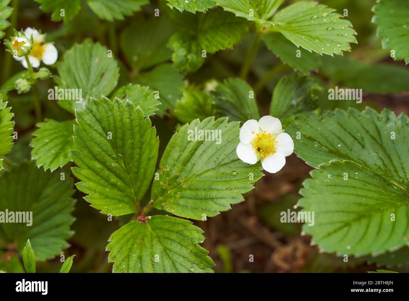 white strawberry flower with green leaves and water droplets Stock ...