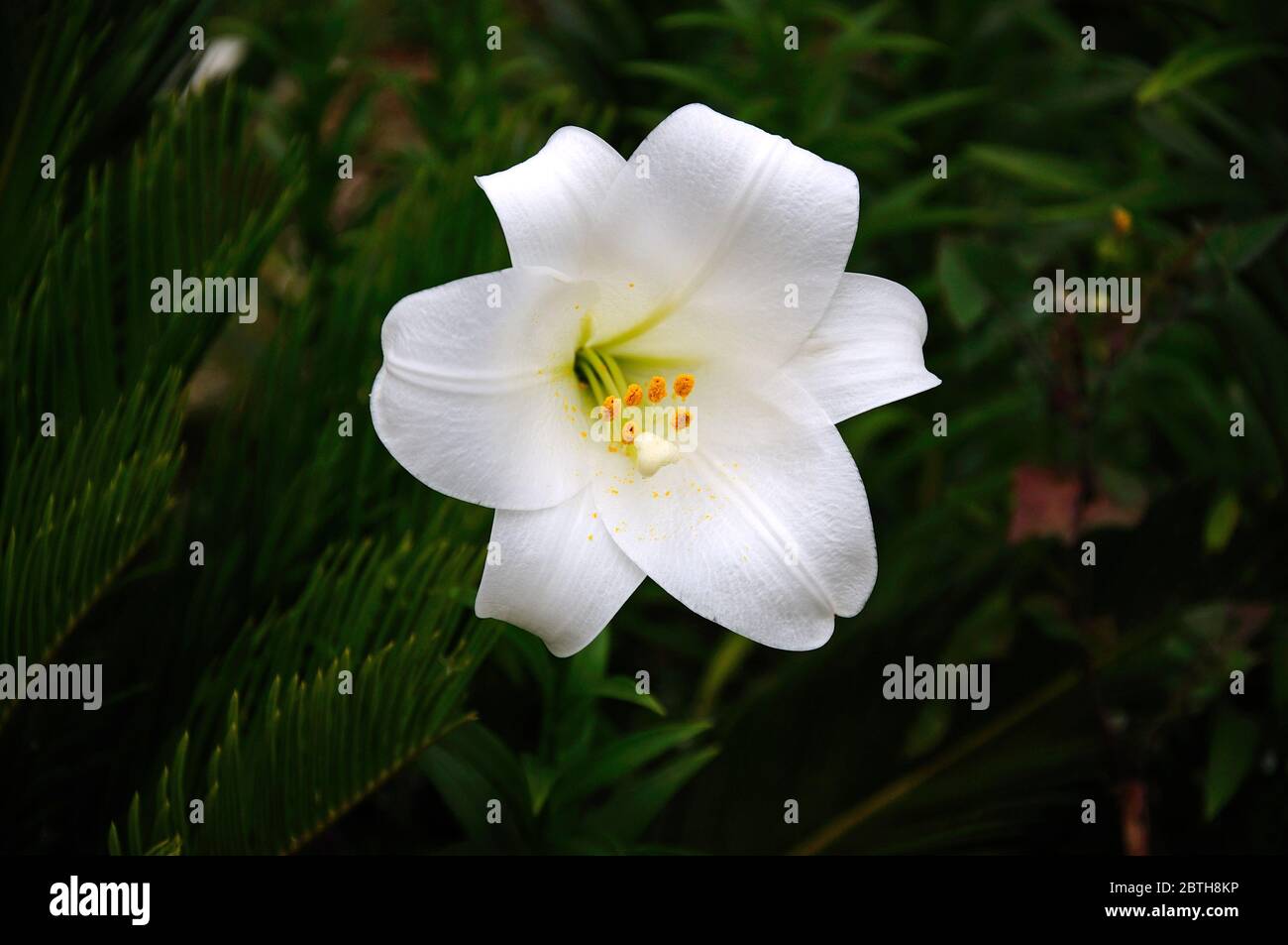 Single White lily in bloom in a Spanish garden Stock Photo Alamy