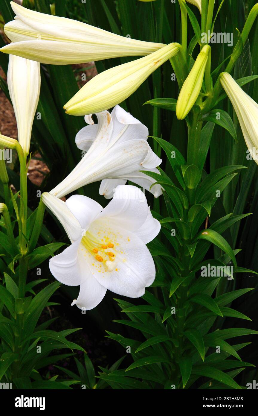 Single White lily in bloom in a Spanish garden Stock Photo Alamy