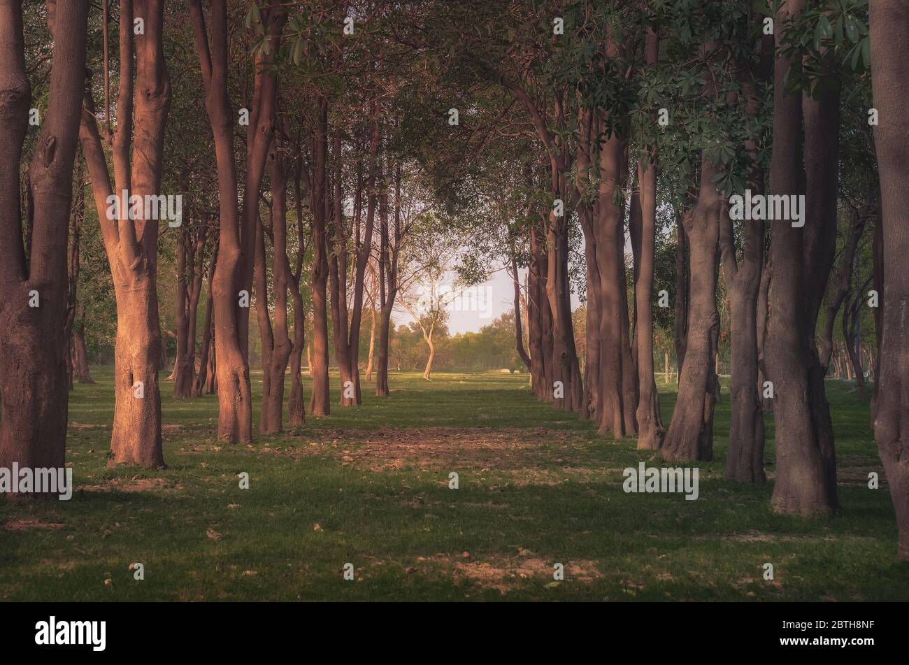 Pathway in sunlight shadow hi-res stock photography and images - Alamy