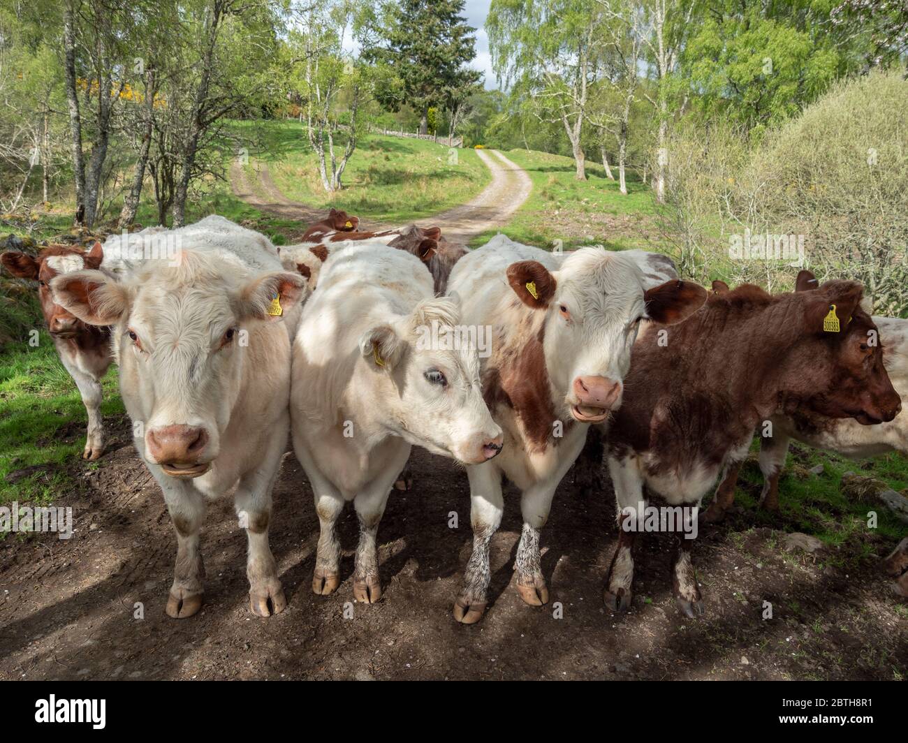 Cows on a farm lined up by a gate in Highland Region, Scotland Stock Photo