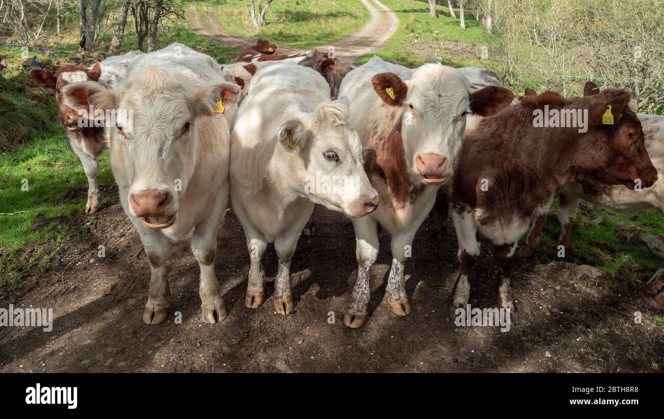 Cows on a farm lined up by a gate in Highland Region, Scotland Stock Photo