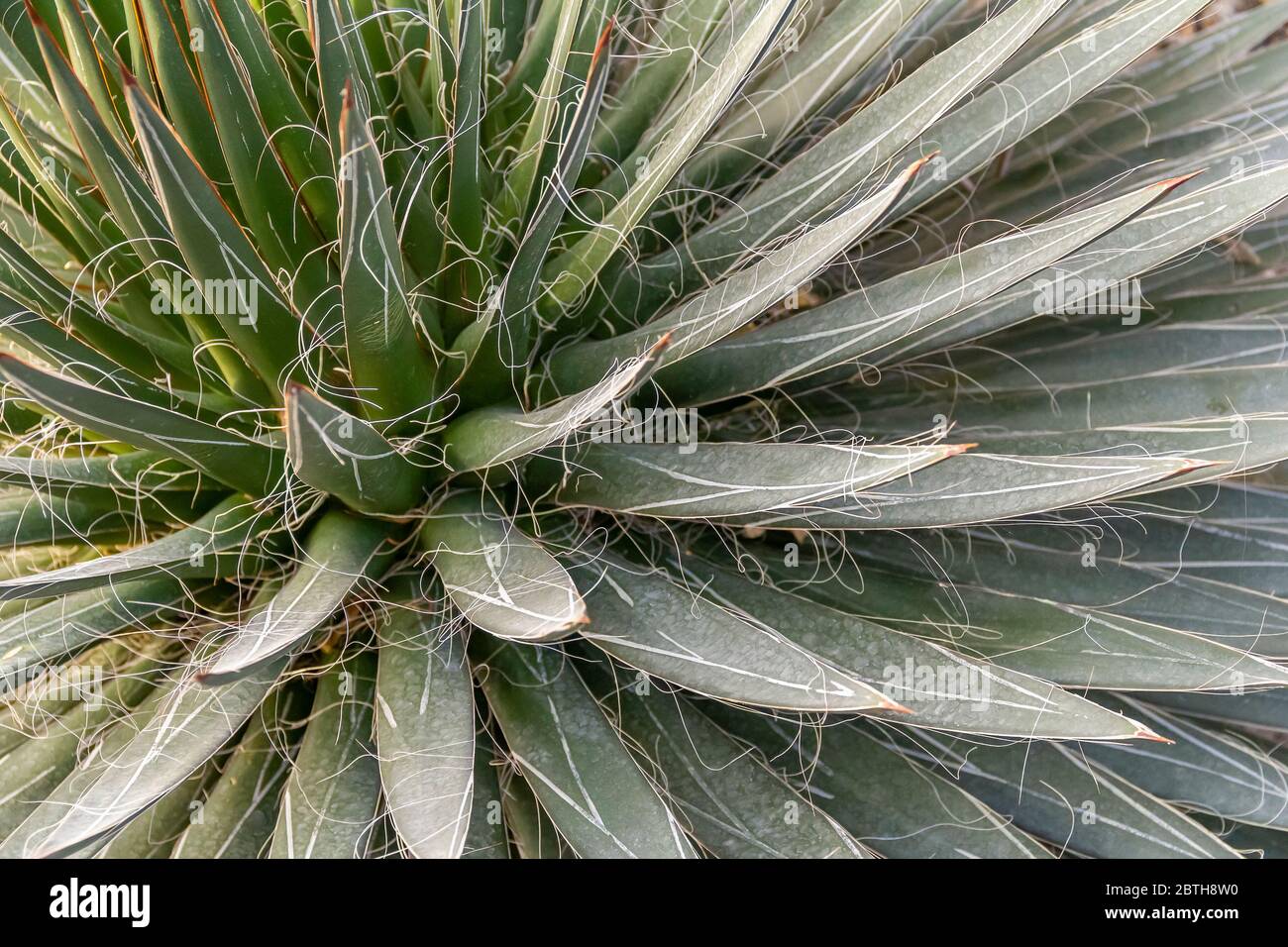 full frame fibrous agave plant closeup Stock Photo