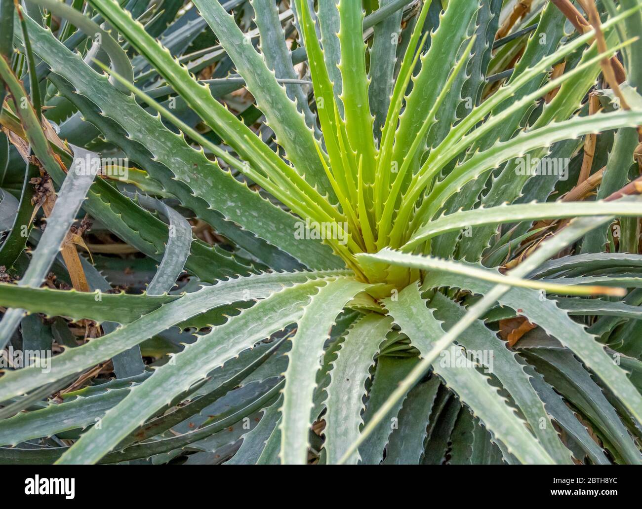 Xerophytic plant hires stock photography and images Alamy