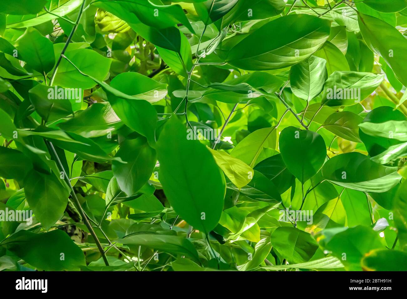 sunny illuminated sapful green vegetation scenery Stock Photo
