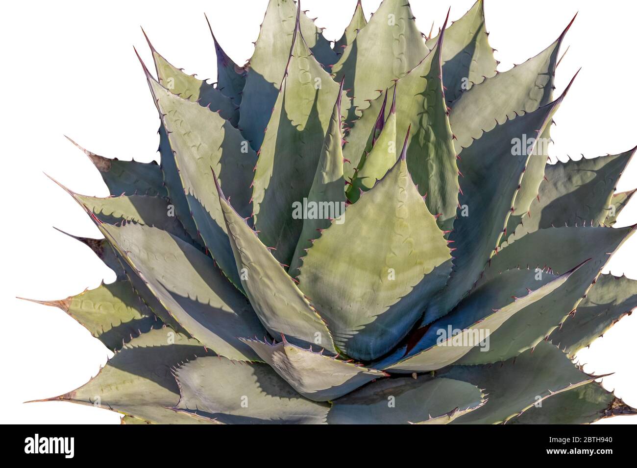 fleshy green agave isolated in white back Stock Photo