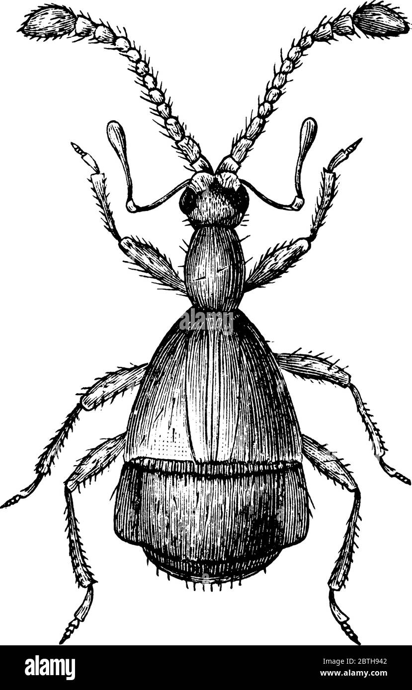 Maxillary palpi hi-res stock photography and images - Alamy