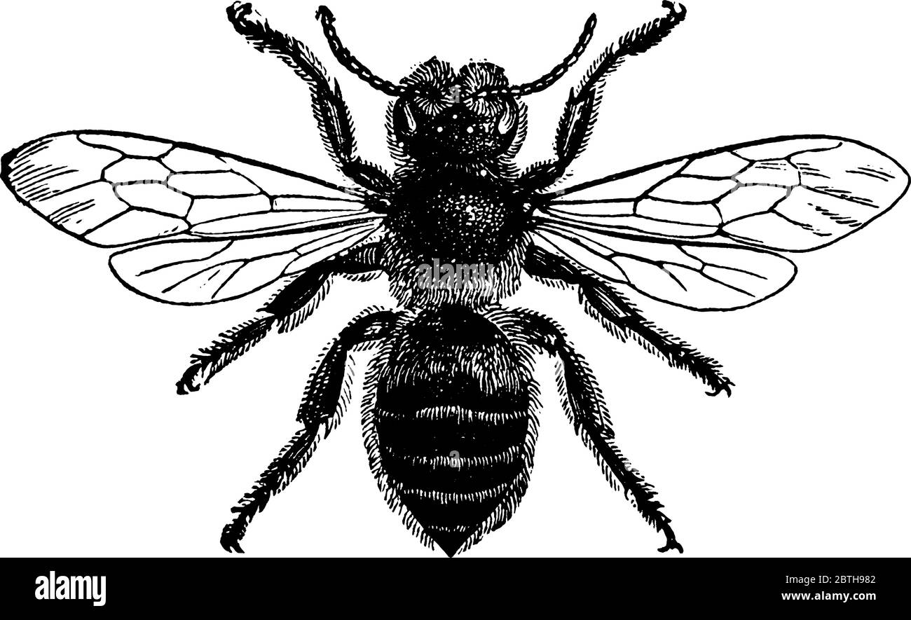 An adult leaf-cutter bee, Megachile species with wings expanded and hairy abdomen. These bees leave a cut mark that is usually circular or oval in sha Stock Vector