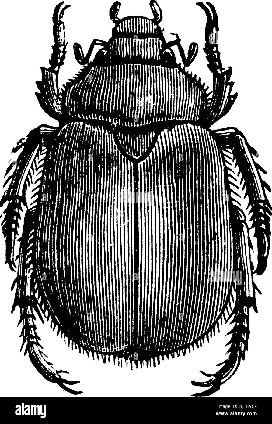 Cotalpa lanigera is a beetle of family Scarabaeidae also known as goldsmith beetle, vintage line drawing or engraving illustration. Stock Vector