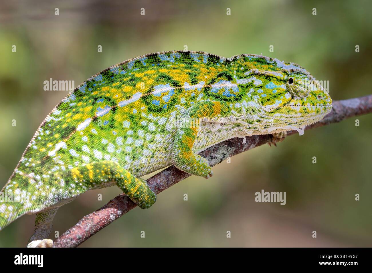 Chamäleon in seiner natürlichen Umgebung auf Madagaskar Stock Photo