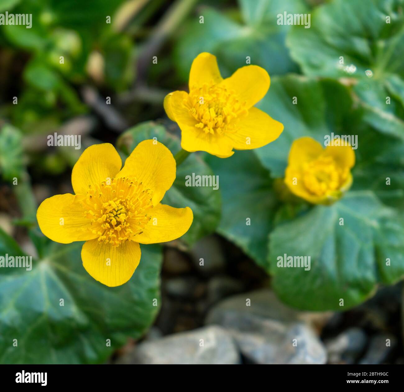 yellow buttercup flowers in natural ambiance Stock Photo Alamy