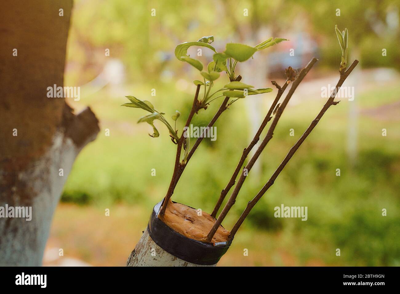 grafted pear sprigs to an old apple tree with green leaves Stock Photo