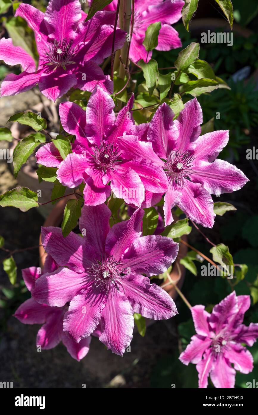 Flowers of the early summer flowering climber Clematis "carnaby" in a