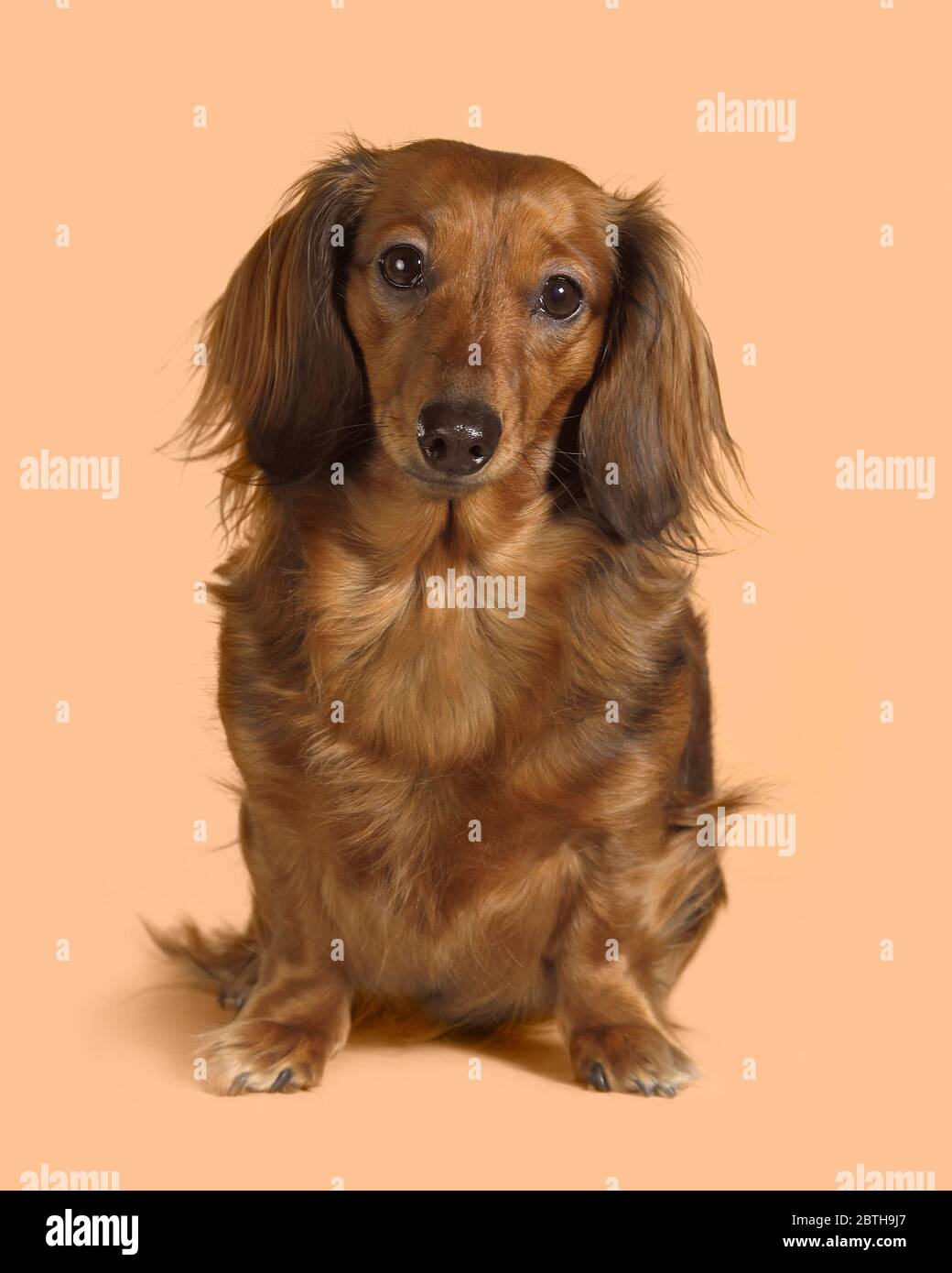 Long haired weenie dog 2025