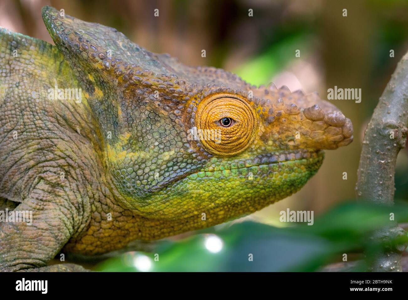 Chamäleon in seiner natürlichen Umgebung auf Madagaskar Stock Photo