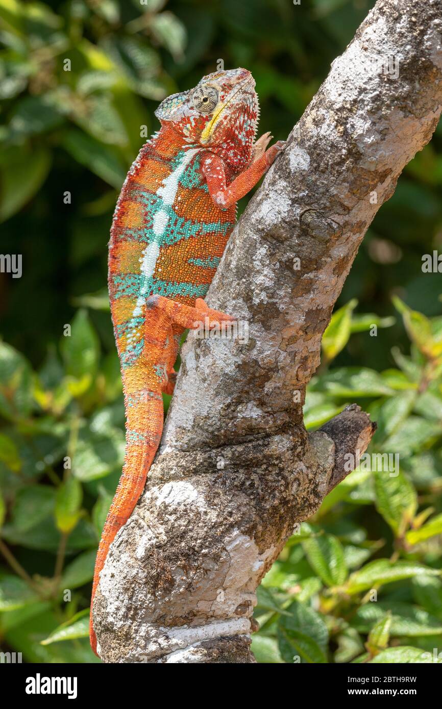Chamäleon in seiner natürlichen Umgebung auf Madagaskar Stock Photo