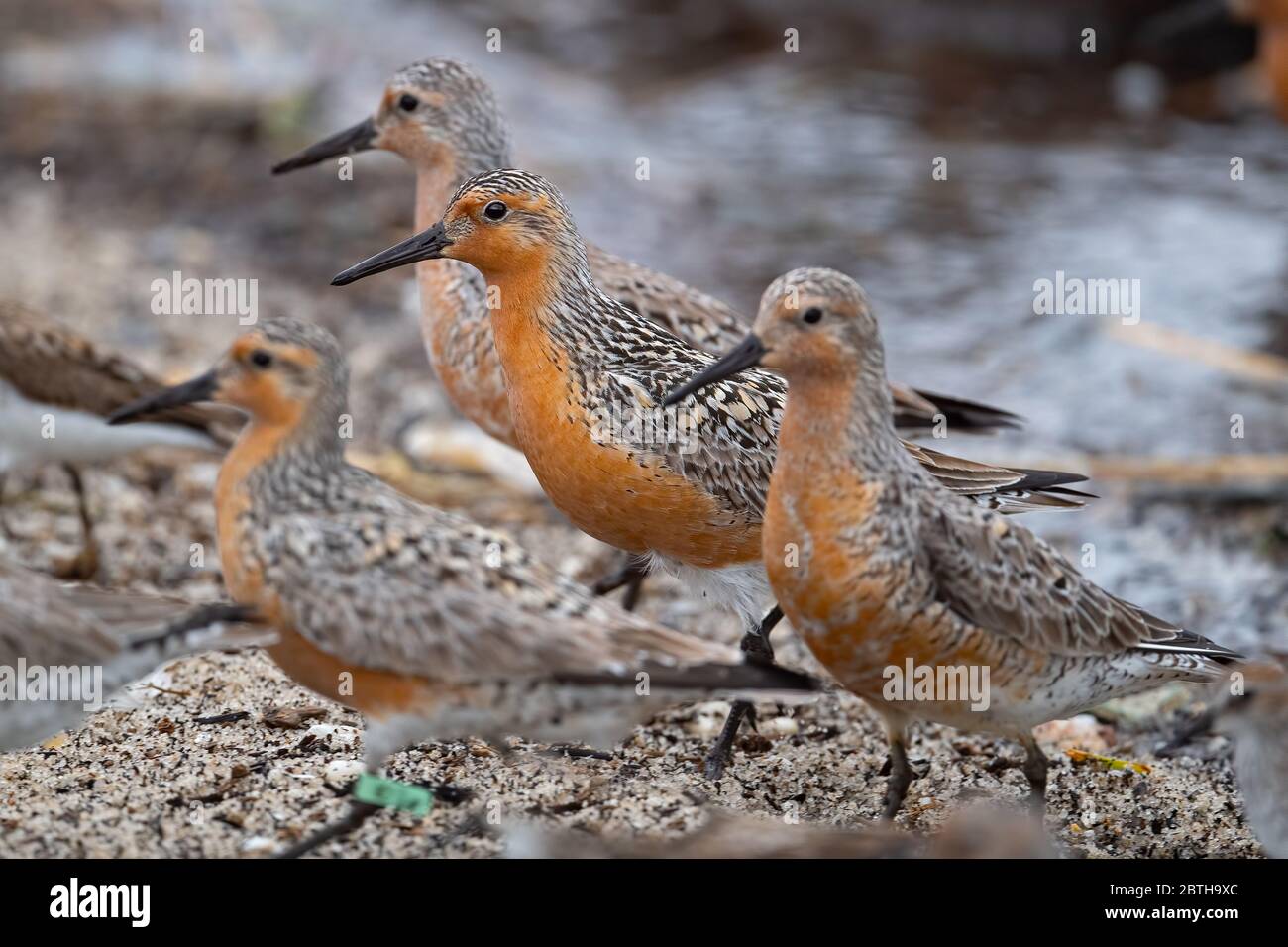 A group of Red Knots Feeding along the Delaware Bay Stock Photo Alamy