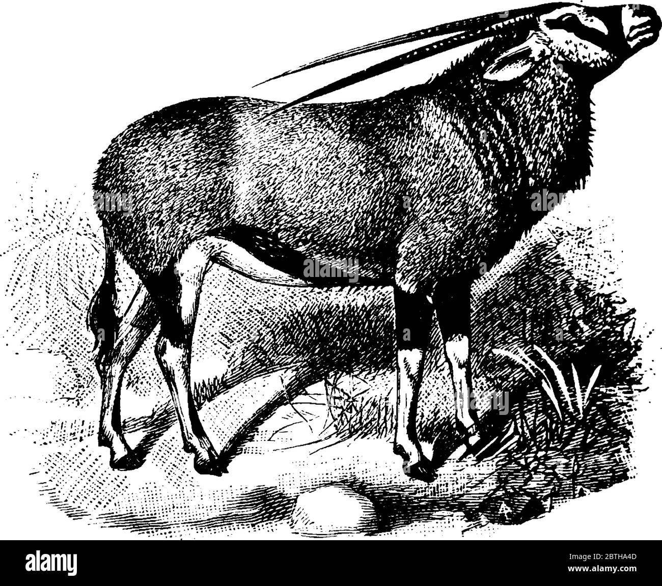 The Gemsbok or Oryx is one of the characteristic animals of the arid regions of Southern Africa., vintage line drawing or engraving illustration. Stock Vector