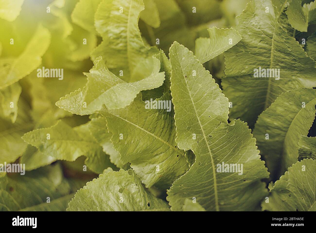 spring leaves horseradish sun rays spring photo Stock Photo