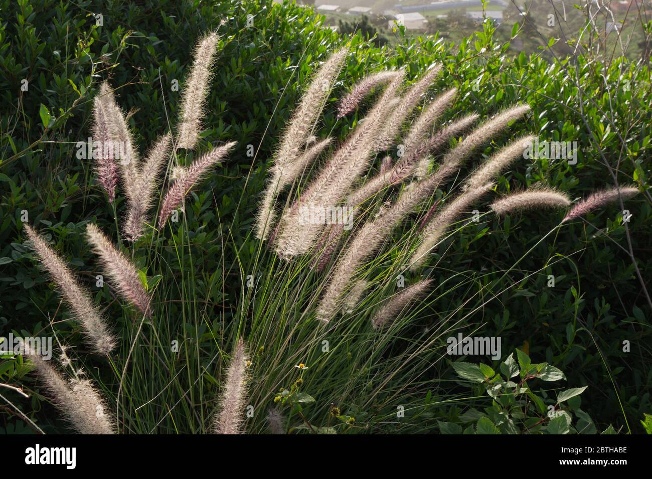 Invasive plant known as Cat's Tail or El Rabo de Gato (Pennisetum setaceum) in La Palma, Canary Islands Stock Photo