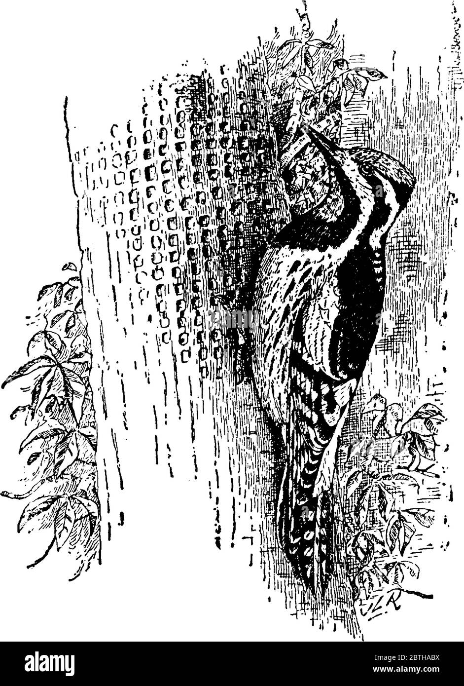 Yellow Bellied Woodpecker is a medium sized woodpecker with red coloured head and brownish body, vintage line drawing or engraving illustration. Stock Vector