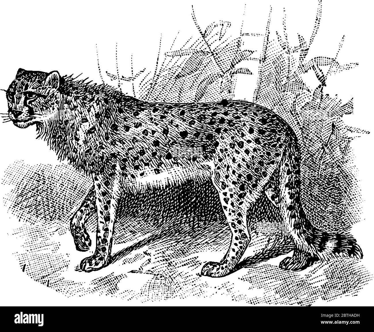 The cheetah is a large cat of the subfamily Felinae, a hunting leopard. It has a short mane crest of hairs passing from the back of the head to the sh Stock Vector